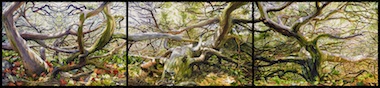 Chris_Doyle-The_Larger_Illusion-watercolor