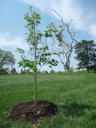 The_Minister_of_Information-A_Tree_For_Roxy_Paine