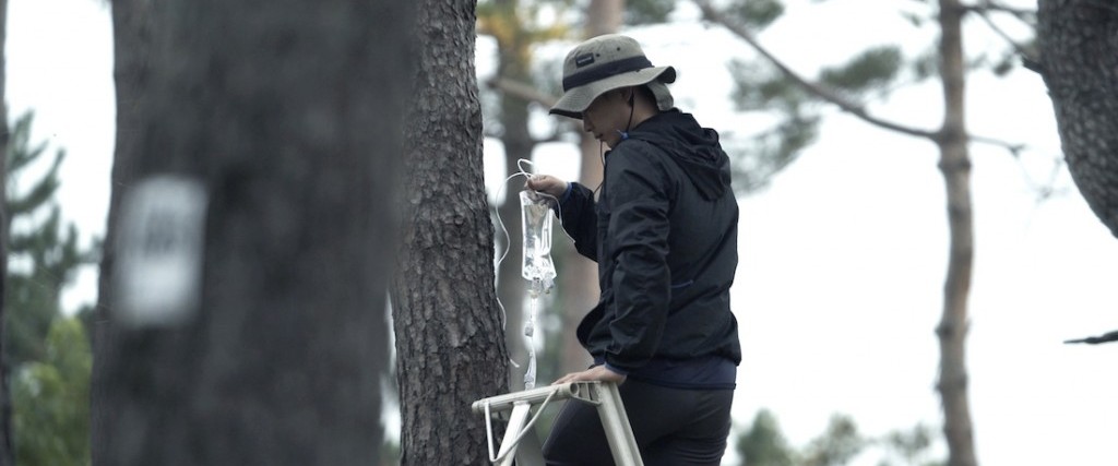 Trees in Pretty Shapes: Jeamin Cha at KADIST