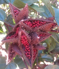 Seeds for Color: Natural Dyes