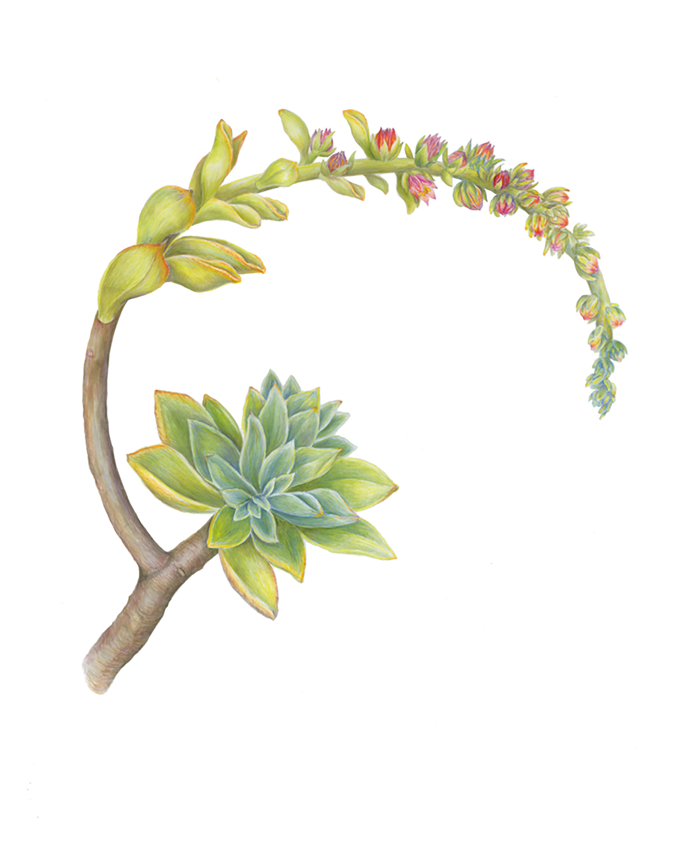 The History of Florilegium