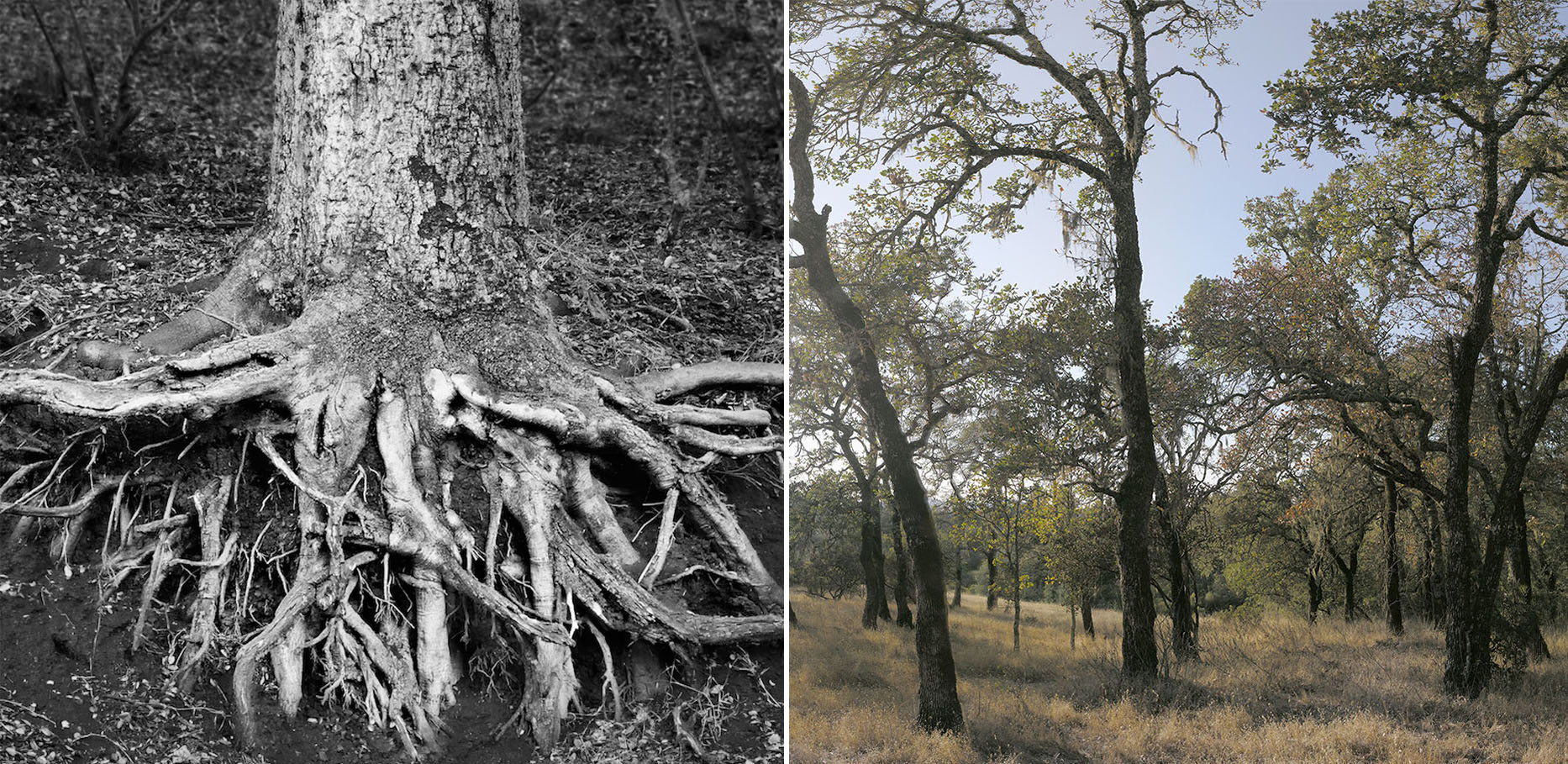 Sarah Bird and Lewis deSoto: Exhibition Preview and Artist Talk