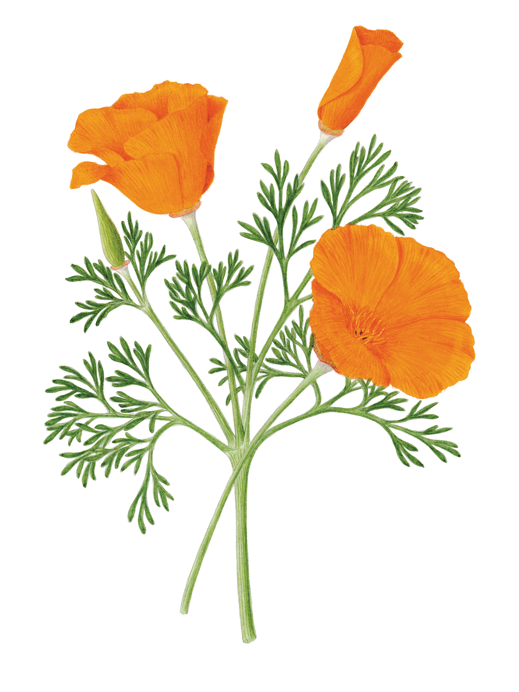 An Introduction to Botanical Art with Catherine Watters