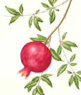 Painting Fall Fruit with Catherine Watters