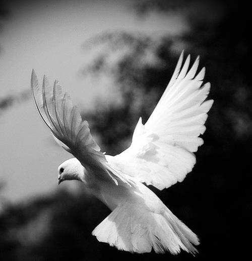 Fly On