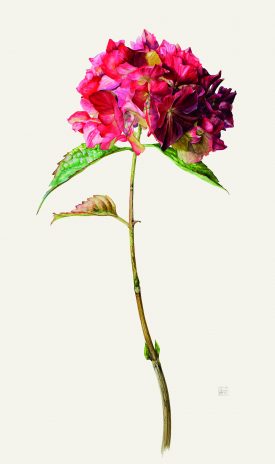 Floribunda
