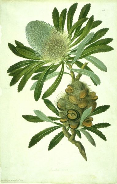 Special Botanical Art Exhibit: The Alcatraz Florilegium