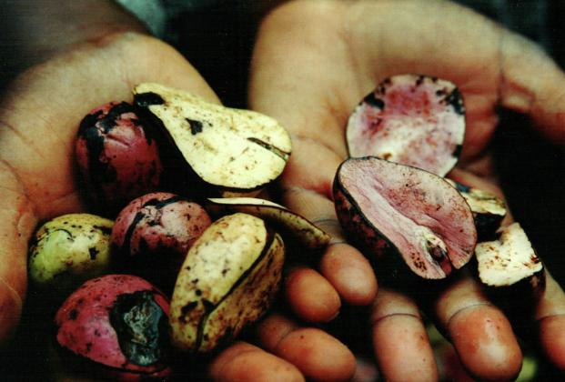 MATRIX 260 / Otobong Nkanga: Contained Measures of a Kolanut