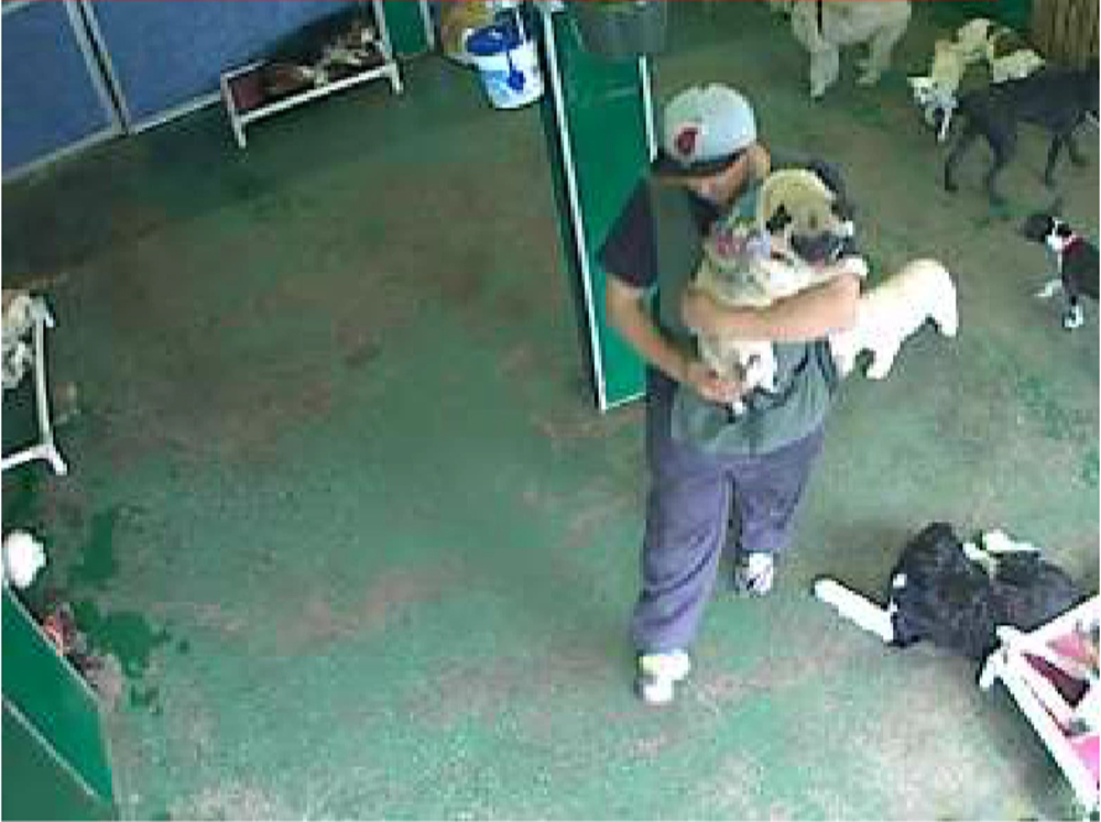 And more dogs.