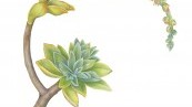 The History of Florilegium