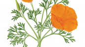 An Introduction to Botanical Art with Catherine Watters