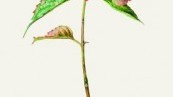 Floribunda