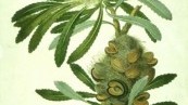 Special Botanical Art Exhibit: The Alcatraz Florilegium