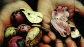 MATRIX 260 / Otobong Nkanga: Contained Measures of a Kolanut