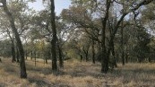 Lewis deSoto : ARBOR/ARDOR