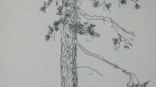 Art in the Garden: Drawing on the Run