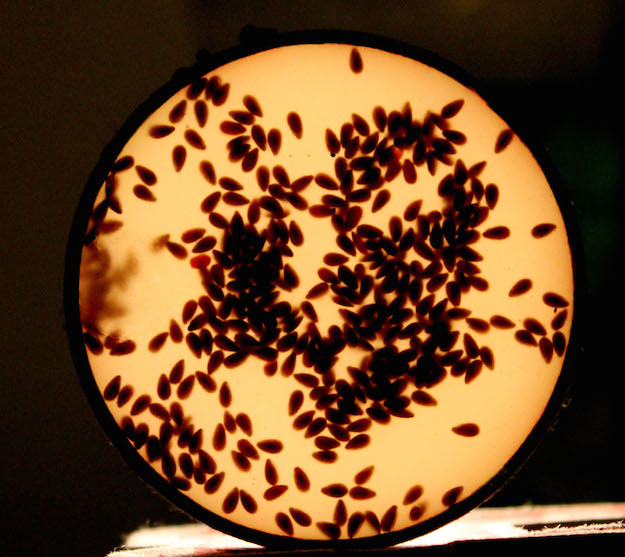Self Illuminated
