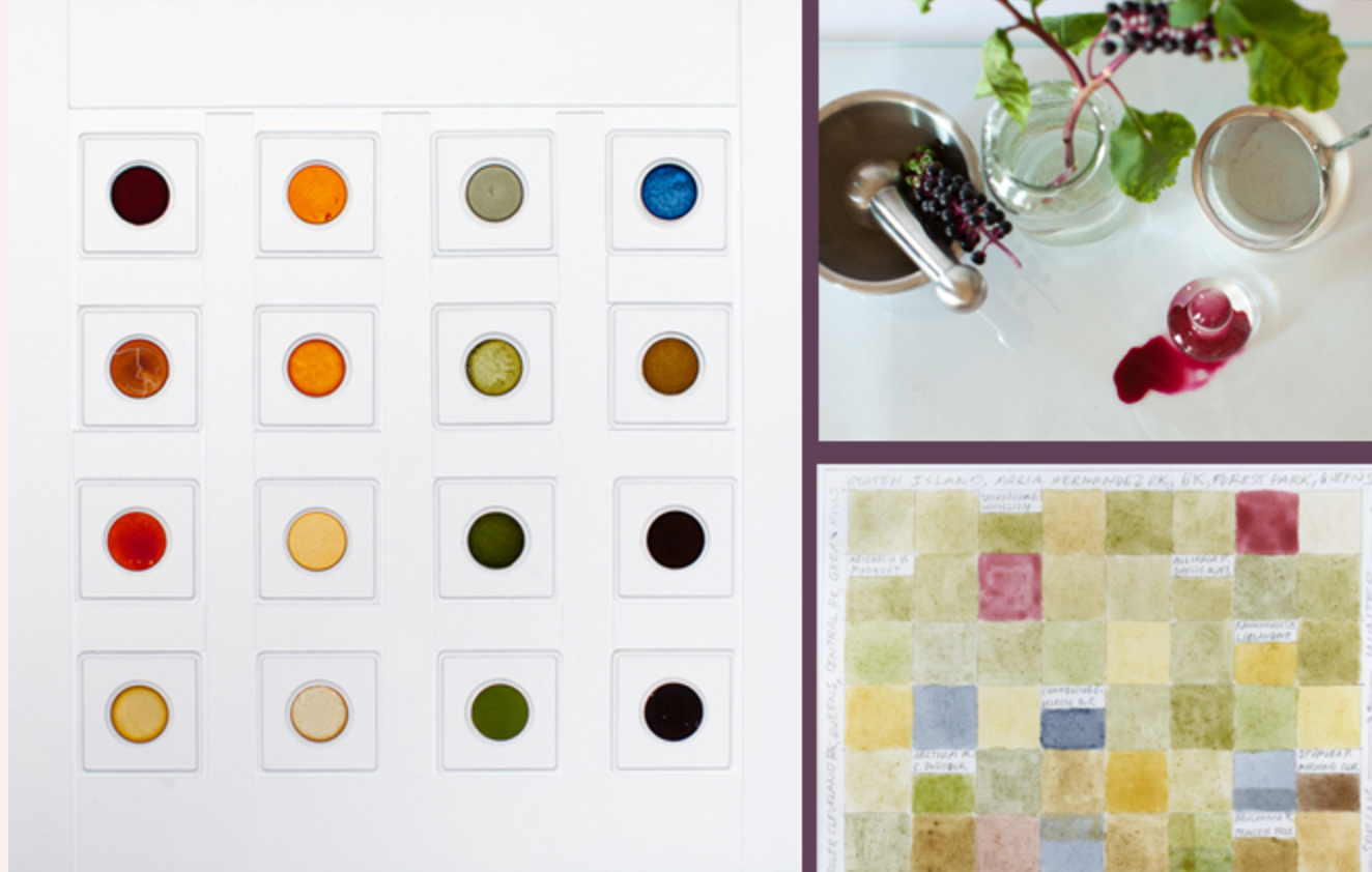 Invasive Pigments: Exploring Weeds Through Watercolor