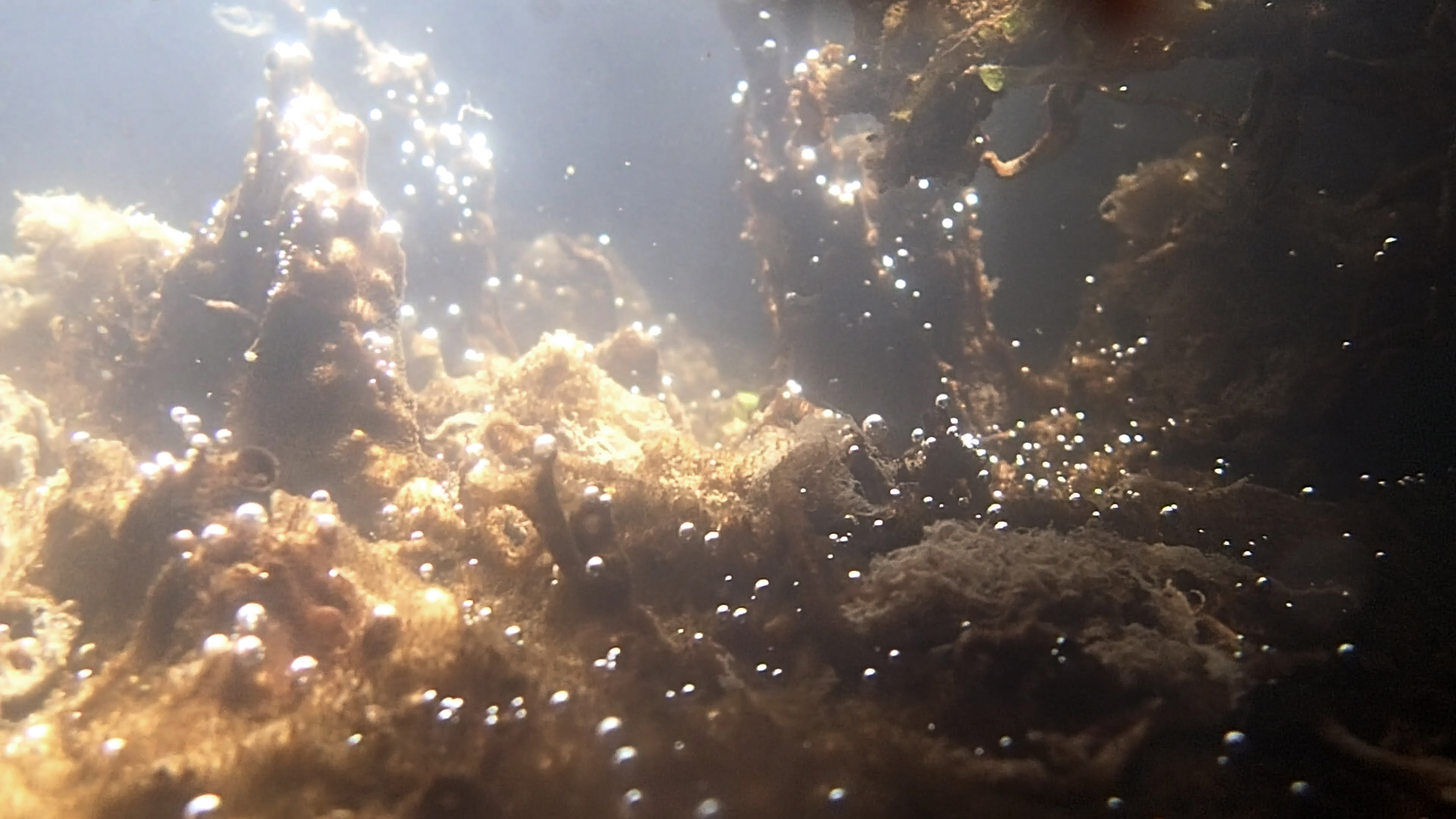 Lurid Ecologies: Ways of Seeing the Bay