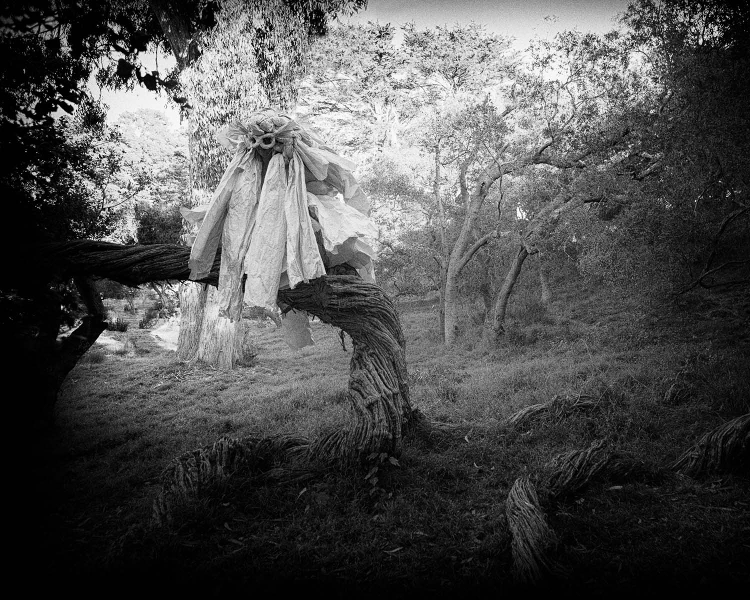 The Trees: Bryan, Vita, and Rhiannon Hewitt