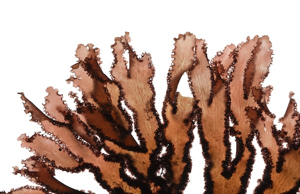 Josie Iselin: An Ocean Garden