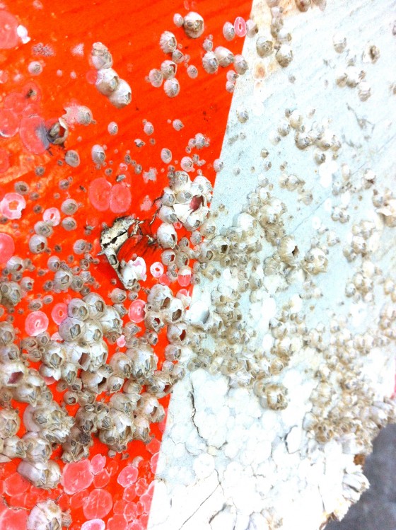 Off Shore: Islais Creek Walk