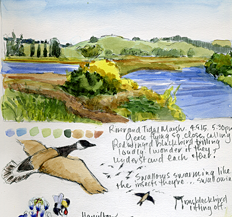 Watercolor Nature Journaling: Along the Petaluma River