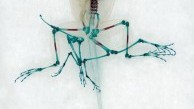 The Art, Science, and Environmentalism of Deformed Amphibian Research