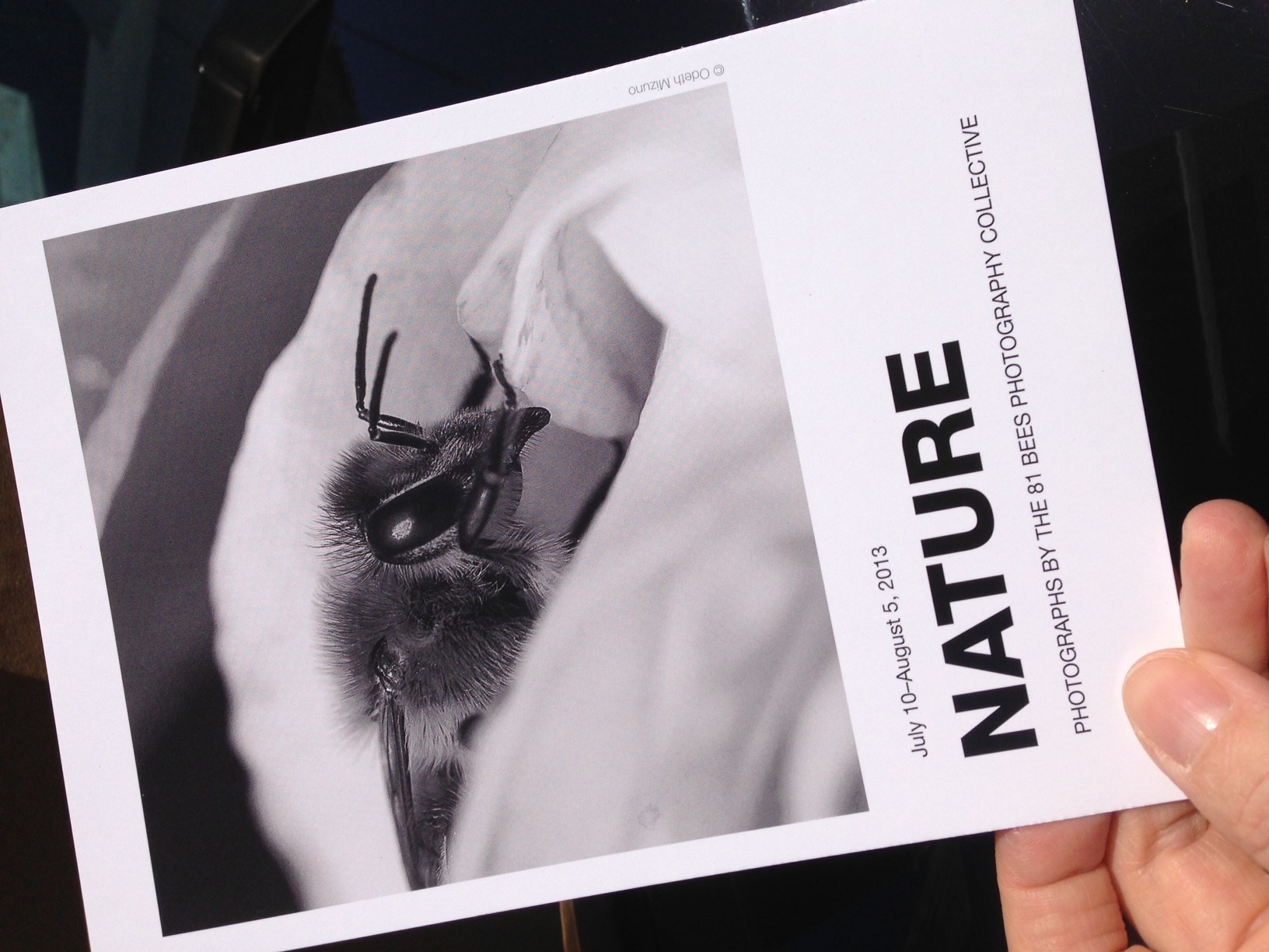 Nature - Black and White Photographs by 81Bees Collective