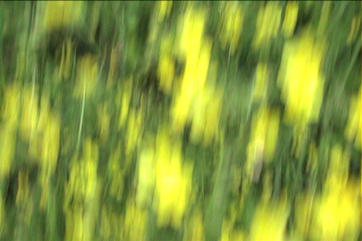 Yellow Descending