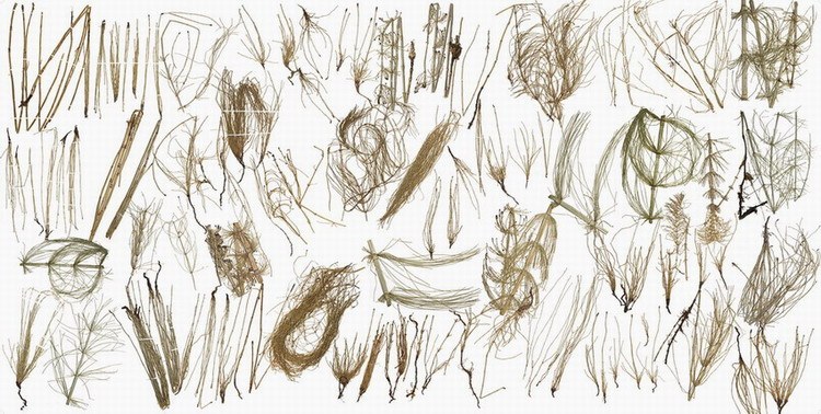 Morphology