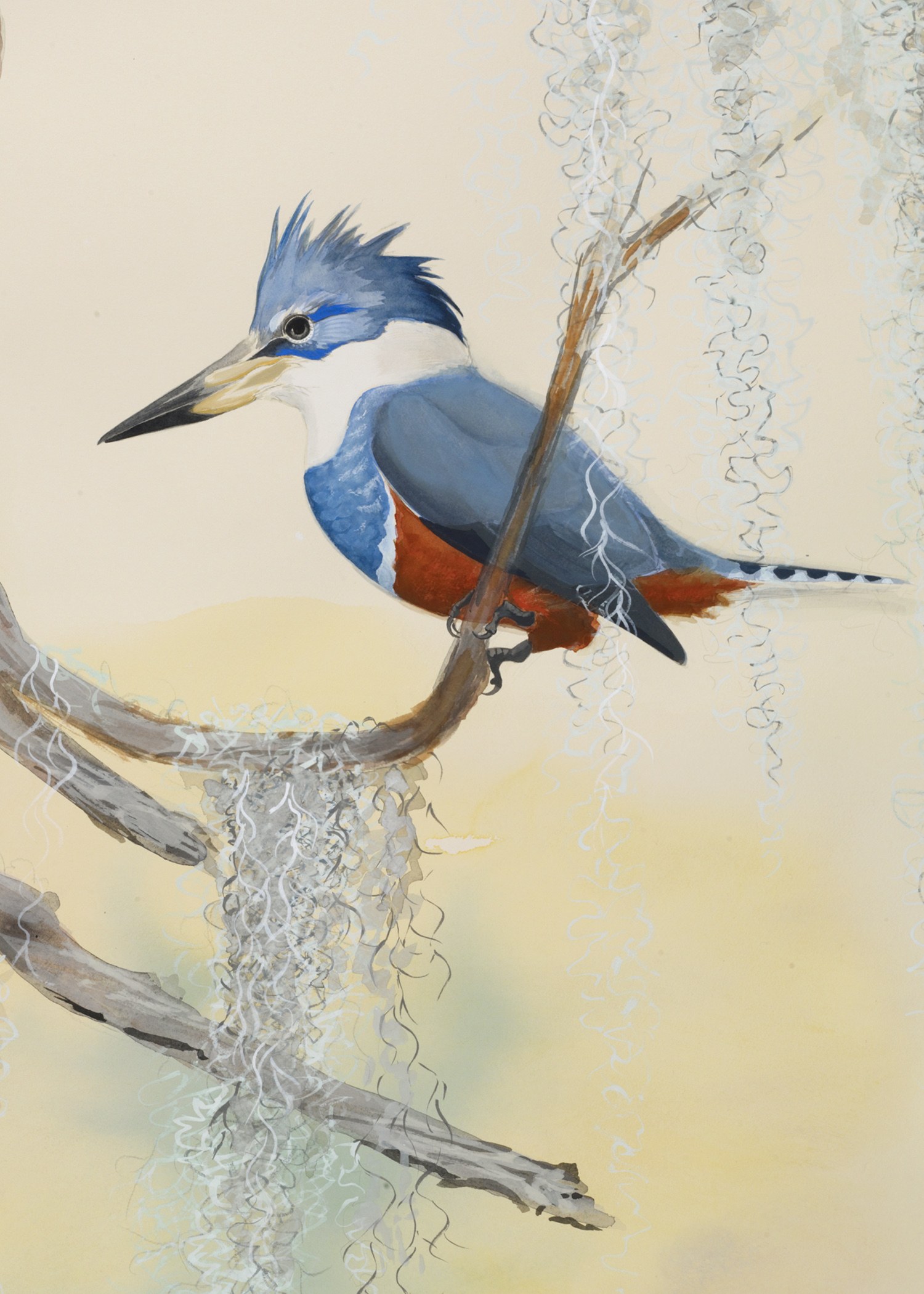 Borderland Birds / Aves Fronterizas
