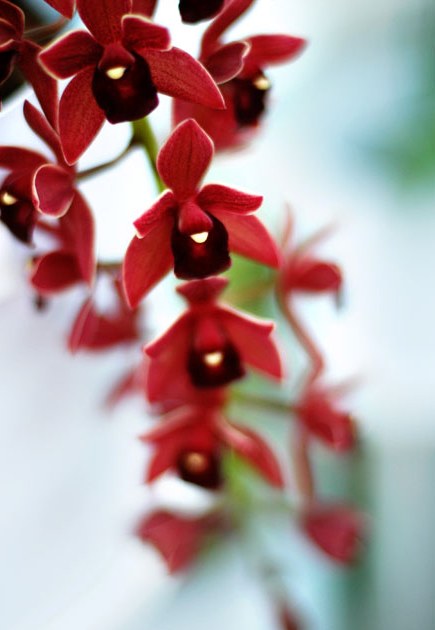 Radical Botanical