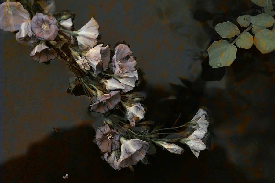Radical Botanical