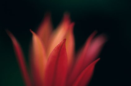 Radical Botanical