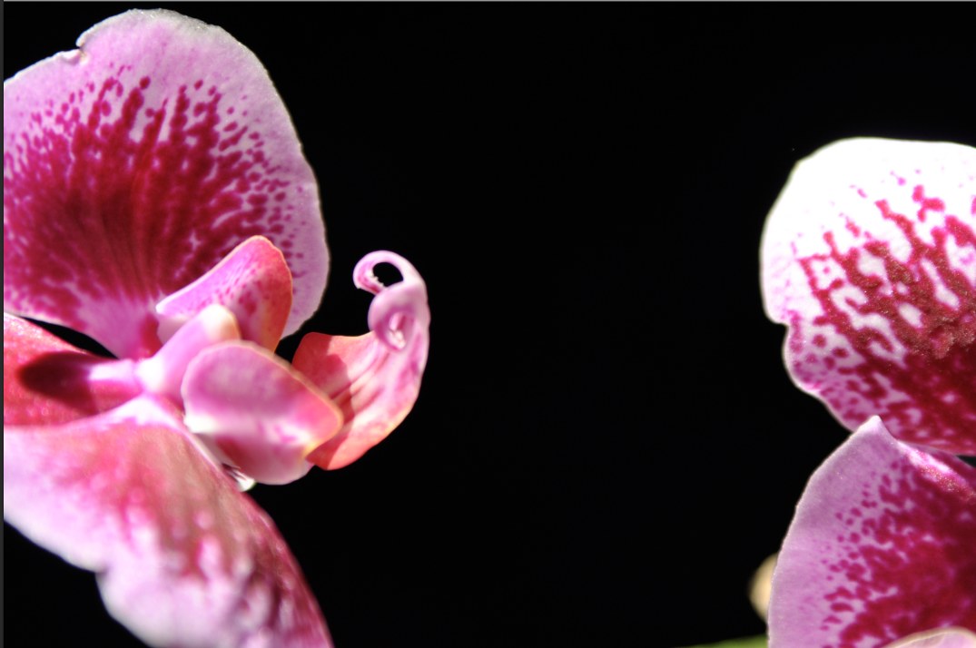Radical Botanical