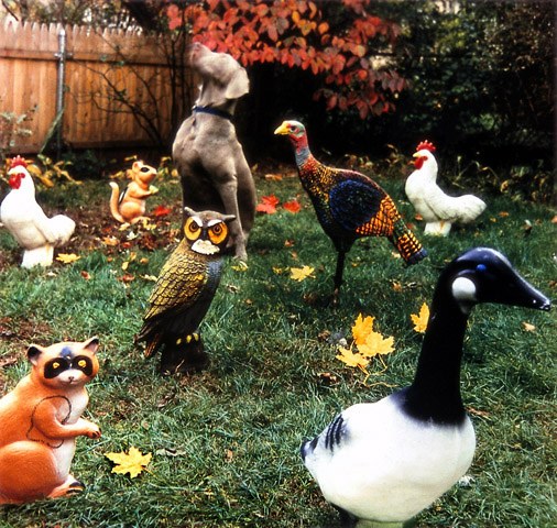 The Backyard