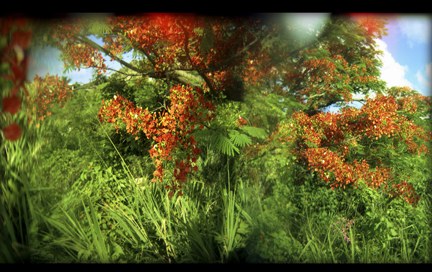 Somewhere in the tangle of limbs and roots…