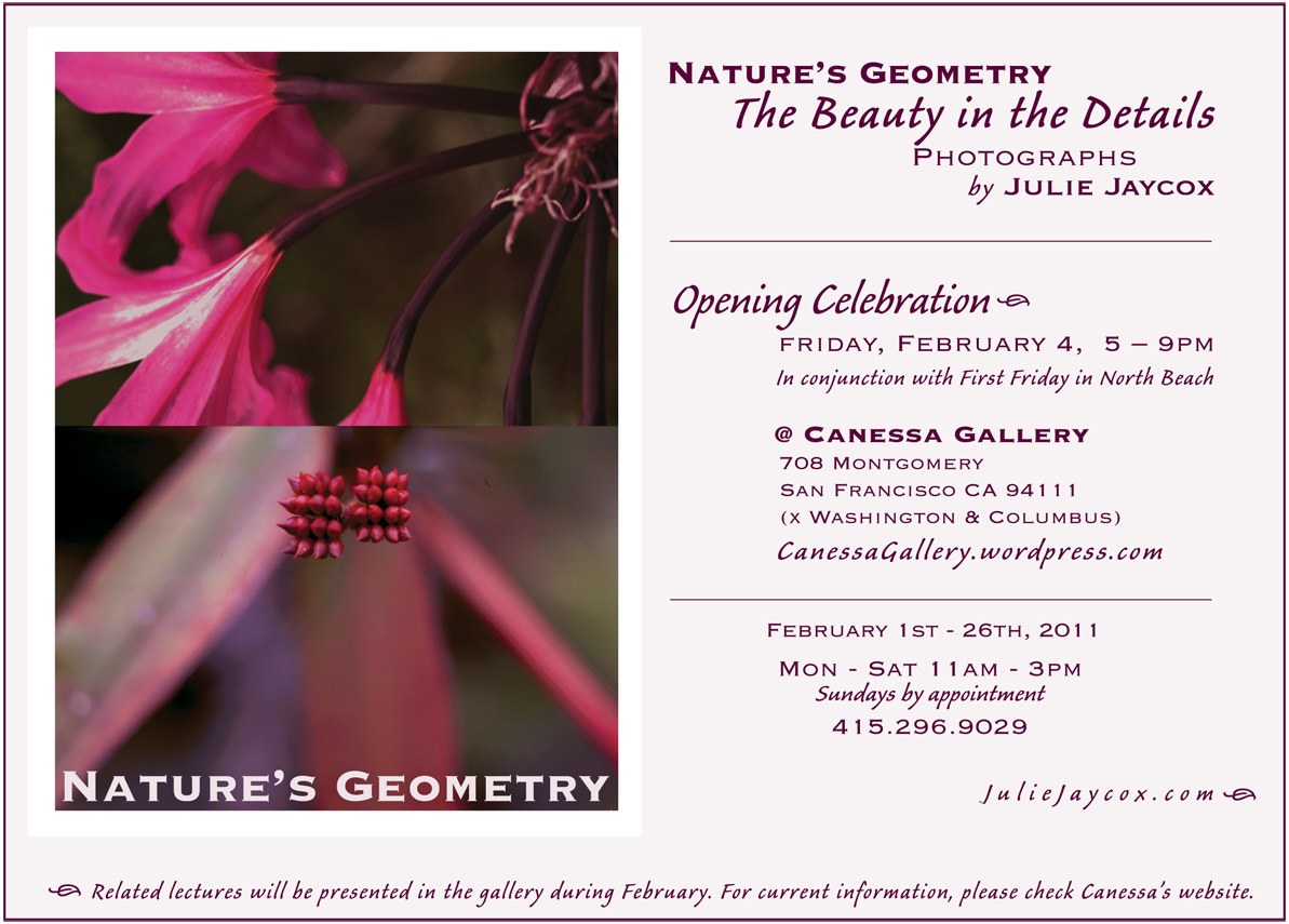 Nature’s Geometry: The Beauty in the Details