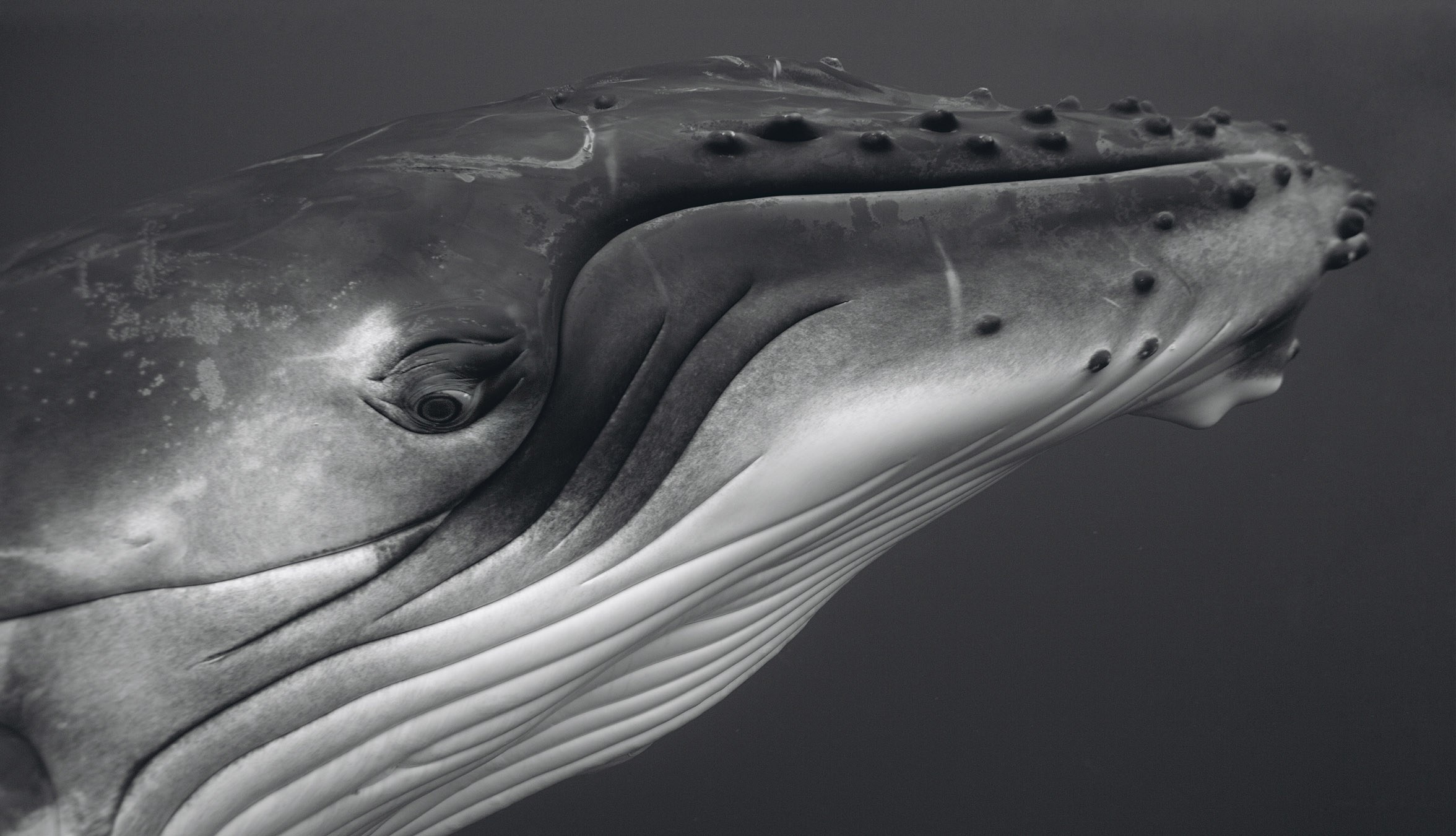 In the Eye of the Whale