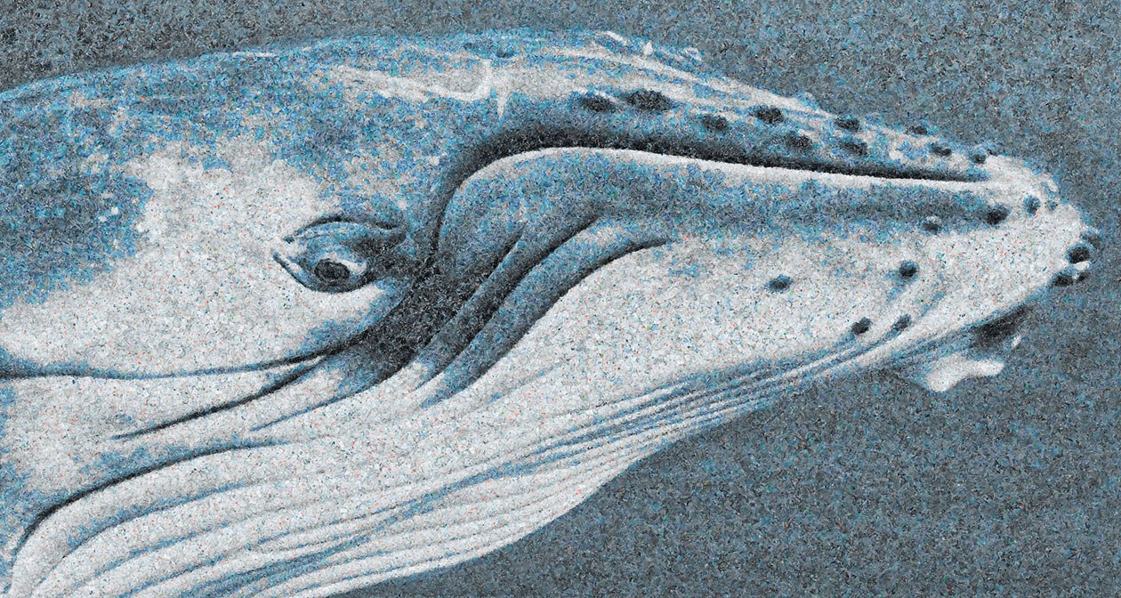 Whale, 2011