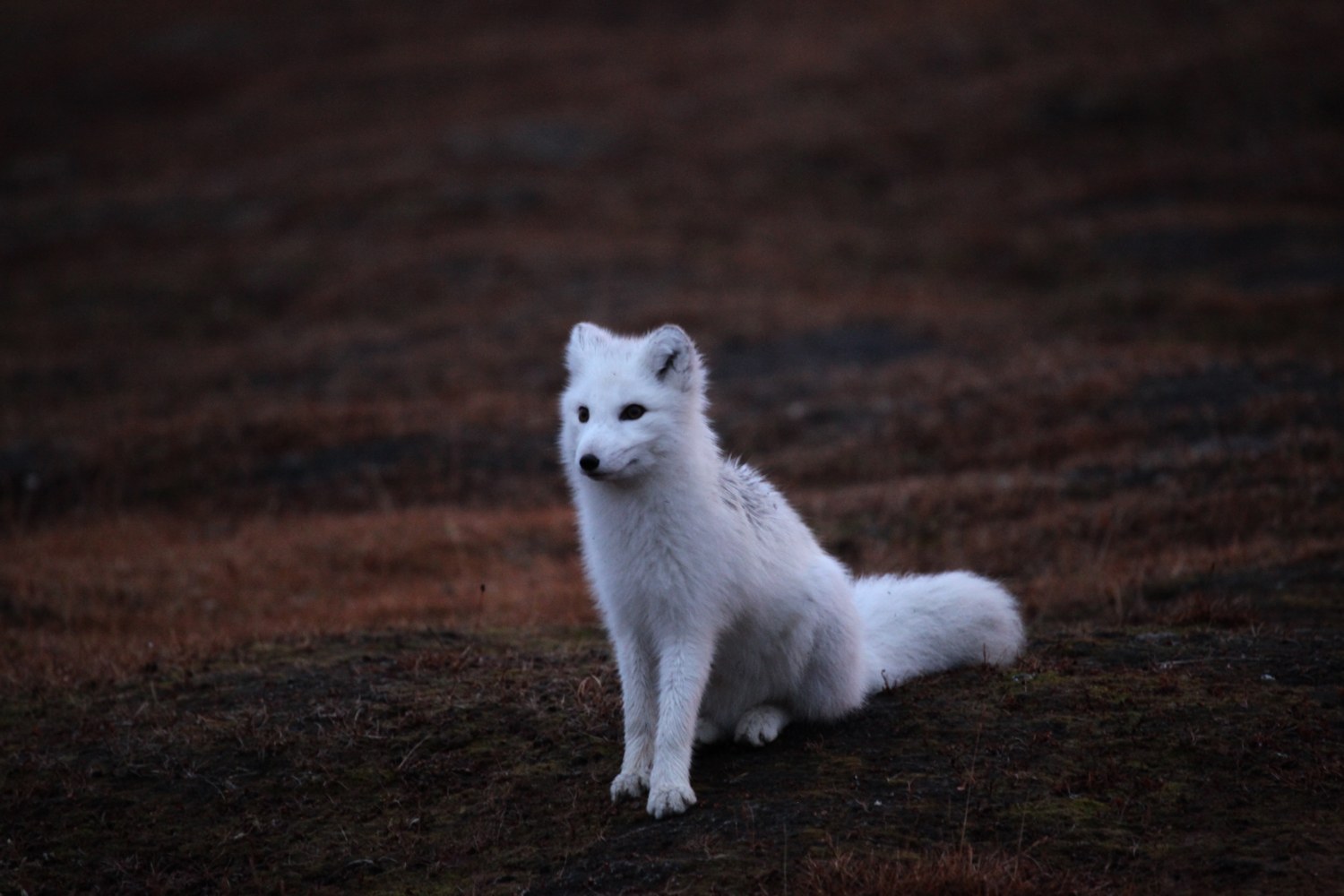 Markers of Time: Perspectives on Climate Change and Interspecies Impact