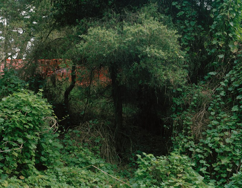 The Edges of the Forest