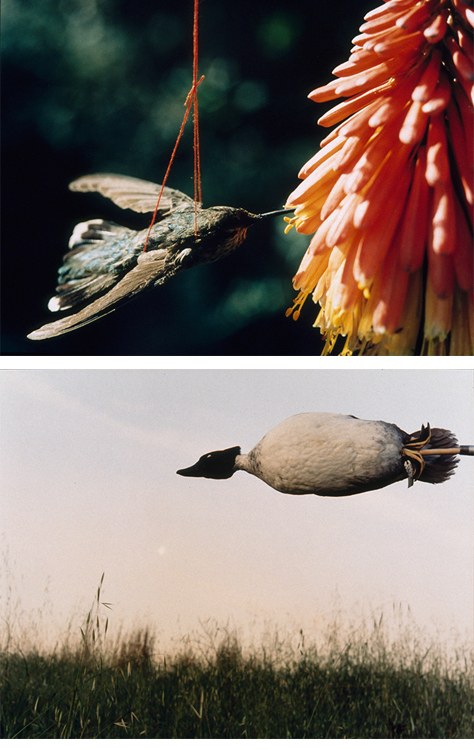 Carol Selter, Animal Stories