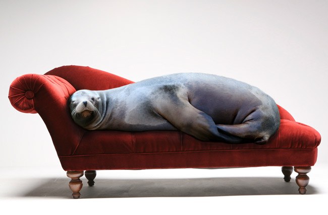 Artist Talk and Dinner: Animals Are People Too