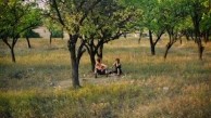 Idyll