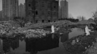 From Beijing: The Peach Colony